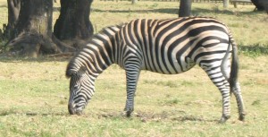 Lion IMG_0115 Zebra