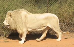 Lion IMG_0116 White Male Lion