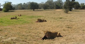 Lion IMG_0133 Feeding Pride