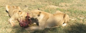 Lion IMG_0138 Feeding pair