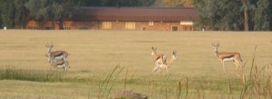 Springbuck 2 IMG_0166