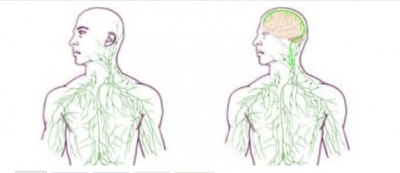Brain Lymph System